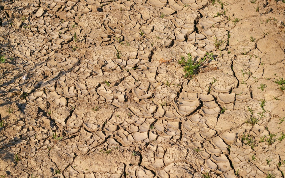 В Оренбуржье пострадавшим от засухи аграриям выплатили более 586 млн рублей