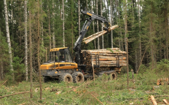 Лесные доходы бюджета в Ярославской области достигли 250 млн рублей