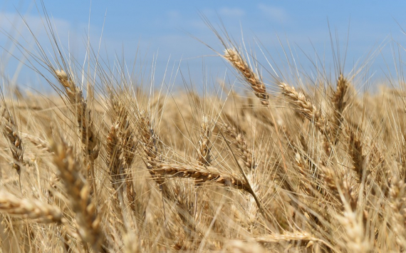 Минсельхоз России спрогнозировал урожай зерна в 2019 году