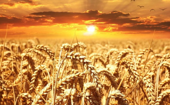 В Ростовской области ликвидируется крупный зернотрейдер